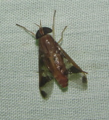 Tabanocella