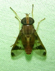 Tabanocella
