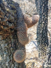 Mammillaria rhodantha