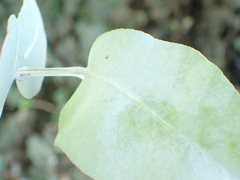 Ctenarytaina eucalypti