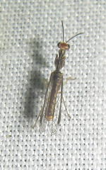 Mantispinae