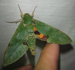 Euchloron megaera