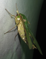 Euchloron megaera