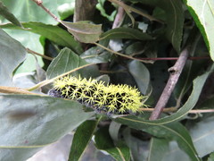 Leucanella viridescens