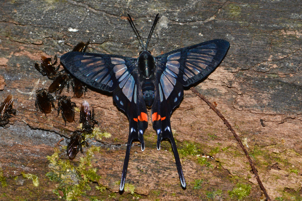 Chorinea batesii