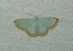 Comostolopsis stillata