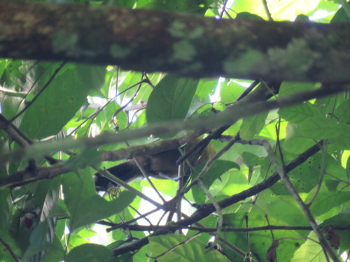 Grey Antbird (Cercomacra cinerascens), photo 6