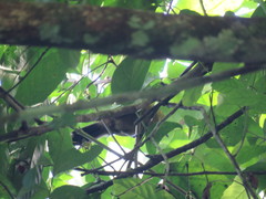 Cercomacra cinerascens