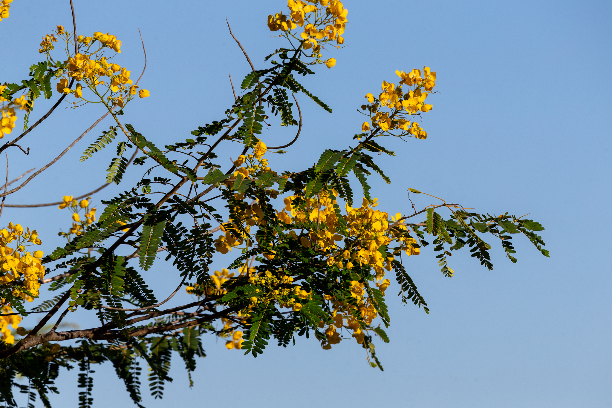 Senna multijuga
