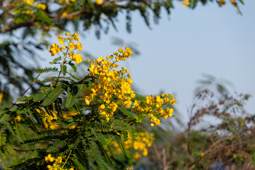 Senna multijuga