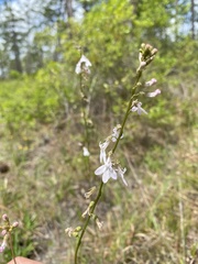 Lobelia floridana image