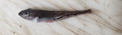Bigeye Sculpin photo 2
