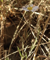 Symphyotrichum moranense