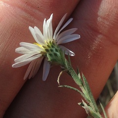 Symphyotrichum moranense