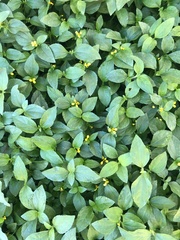 Calyptocarpus vialis image