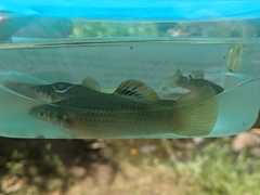 Poecilia salvatoris
