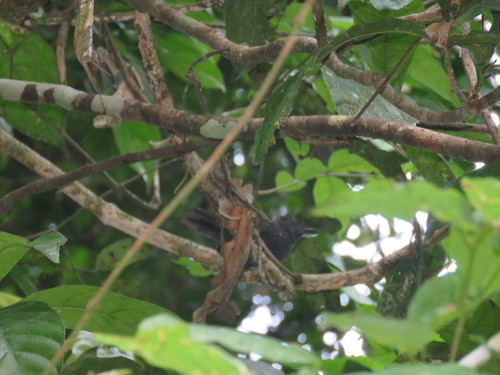 Cercomacroides fuscicauda