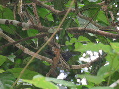 Cercomacroides fuscicauda