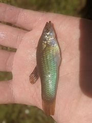 Poecilia salvatoris