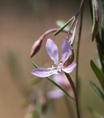 Clarkia modesta