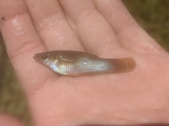 Poecilia salvatoris