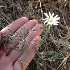 Symphyotrichum moranense