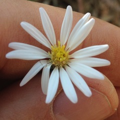 Symphyotrichum moranense
