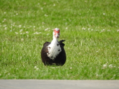 Cairina moschata domestica