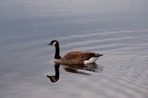 Canada Goose photographed in New Jersey