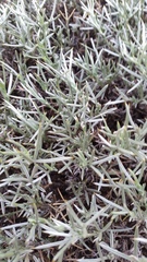 Senecio filaginoides