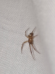 Araneus miniatus