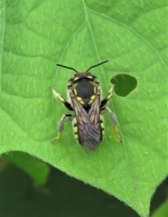 Anthidium vigintiduopunctatum