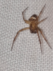Araneus miniatus