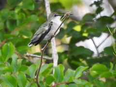 Archilochus colubris