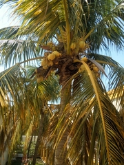 Cocos nucifera