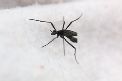 Penthetria funebris