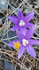 Brodiaea stellaris