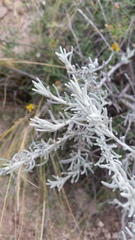 Senecio filaginoides