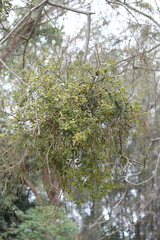 Notothixos subaureus