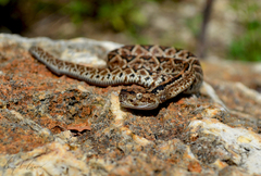 Crotalus tzabcan