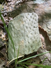 Lepidodendron