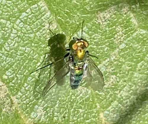 iNaturalist observation photo of Condylostylus longicornis