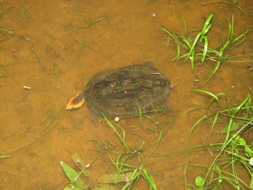 (Western) Twist-neck Turtle, Platemys platycephala