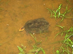 Platemys platycephala