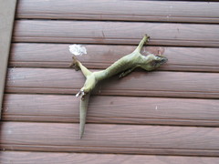 Thecadactylus solimoensis