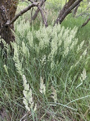 Poa arachnifera