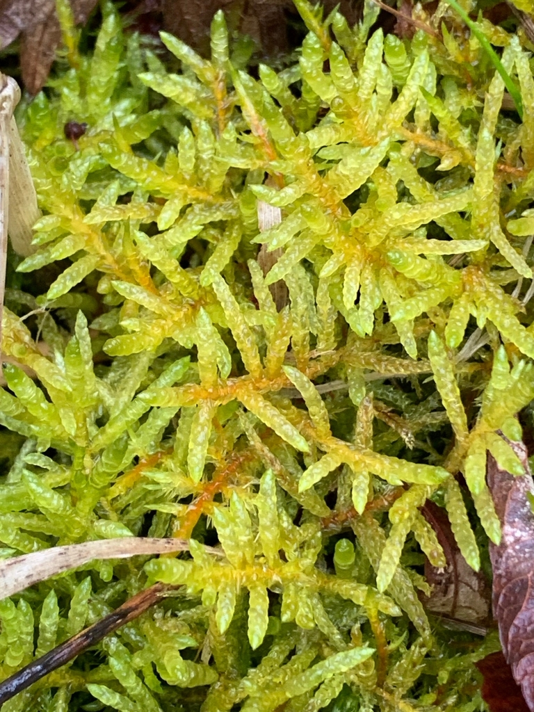Pseudoscleropodium purum