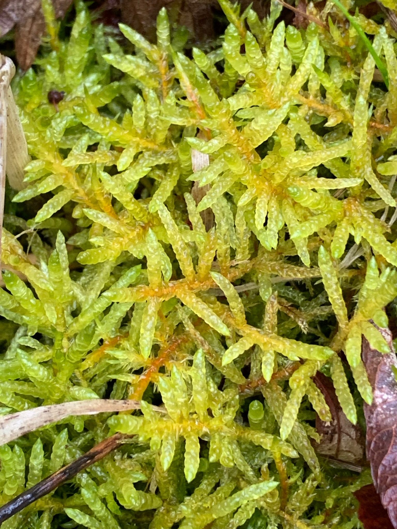 Pseudoscleropodium purum