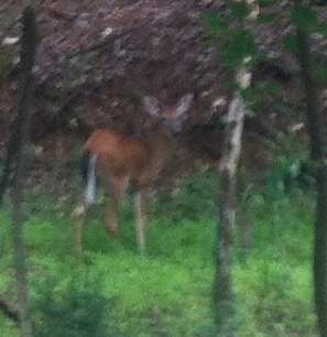 Odocoileus virginianus