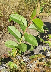 Psidium guajava
